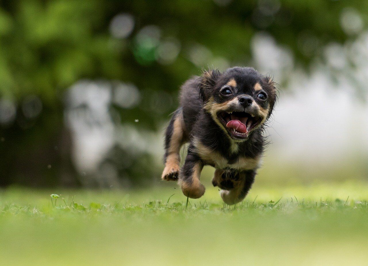 Pixabay, puppy running